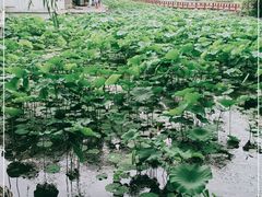 -莲湖公园