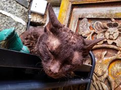 -喵屿·大理花园猫咖