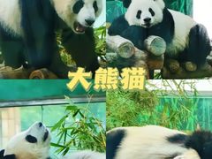 -广州动物园