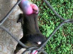 -西安秦岭野生动物园