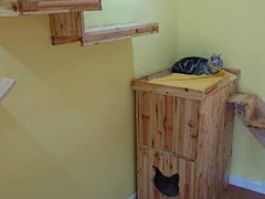 -70cat德文卷毛猫·缅因猫纯种猫舍