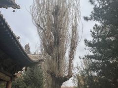 -张掖大佛寺景区