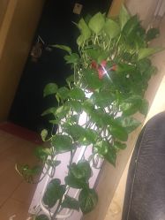 -本真坊美容美体沙龙