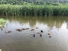 -前关湿地公园