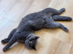 -猫咪派对(江南西店)