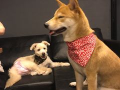 -百好乐宠物友好餐厅(朝外大街店)