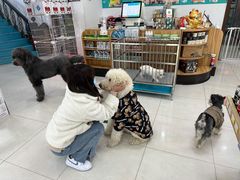 -翊宠yipet猫狗购宠庄园犬舍•猫舍