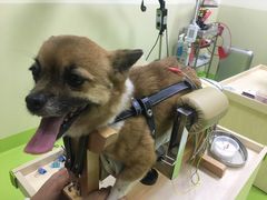 -美联众合动物医院·24h转诊中心