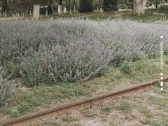 -永定河休闲森林公园