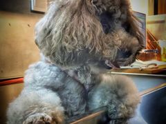 -PETKIT小佩宠物·低压洗护(国顺东路店)