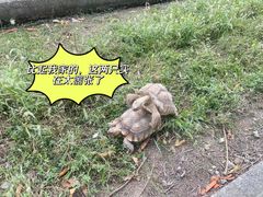 -常州淹城野生动物世界