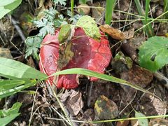 -塞罕坝国家级自然保护区