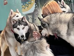 -Husky Go! 哈士奇体验馆·宠物咖啡厅狗咖