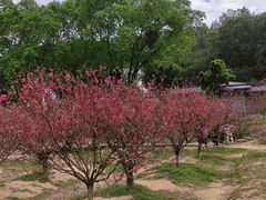 -南国桃园旅游度假区