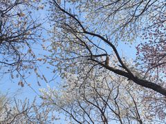 -桃花堤公园