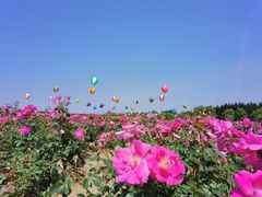 -东方绿舟景区