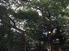 -峨眉山报国寺