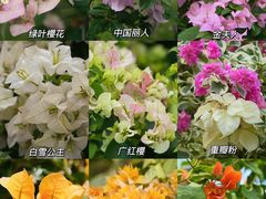 -莲花山公园