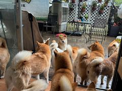 -柴犬高等学院·狗咖·柴犬售卖·宠物训练