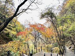 -王顺山国家森林公园
