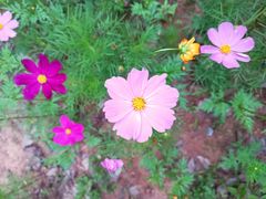 -八大山人梅湖景区