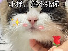 -藏猫猫咖啡主题馆(中央大道店)