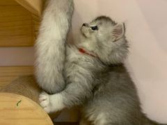 -猫咪派对(江南西店)