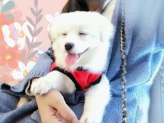 -芭比堂动物医院·24小时·眼科中心(深圳中心)