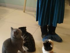 -平行世界·猫咖(首经贸店)
