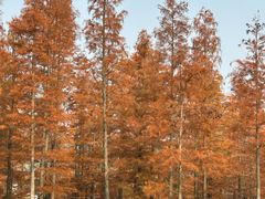 -白鹭湾湿地公园