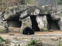 -都江堰中华大熊猫苑
