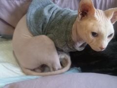 -more than meow吴止猫主题餐厅(承德 中船汇店)