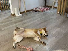 -柴迷FANS CLUB·柴犬狗咖·猫咖