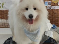 -星多哈·狗咖·拼豆·咖啡