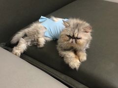 -康旭宠物医院(郑州总院)