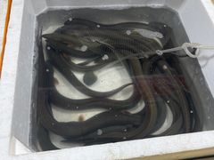 -新农都水产市场