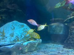 -太平洋海底世界