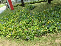 -海心沙亚运公园