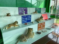 -横道河子东北虎林园