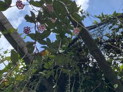 -华南国家植物园-售票处