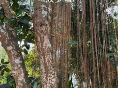 -中国科学院西双版纳热带植物园