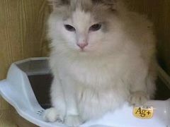 -李小姐の猫咖啡馆(五角场店)