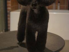 -Oh My Dog宠物沙龙(伊珊娜皮毛护理店)