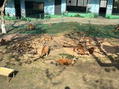 -西霞口神雕山野生动物世界