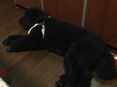-1013 PET SHOP 宠物商店(近铁城市广场店)