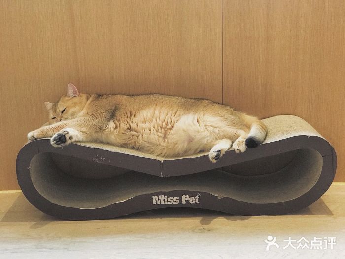 CAT’S MEWSTAR CAFE·喵星球猫屋(晴湾咖啡店)小可爱图片