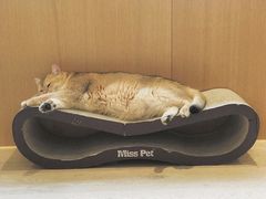 小可爱-CAT’S MEWSTAR CAFE·喵星球猫屋(晴湾咖啡店)