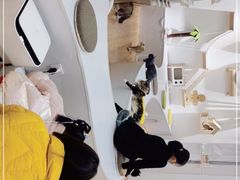 -COLOR PETS 撸猫馆·购猫·猫咖(长风大悦城店)