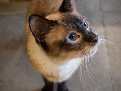 -飞行喵MR PILOT|猫舍·猫咖(静安大融城店)