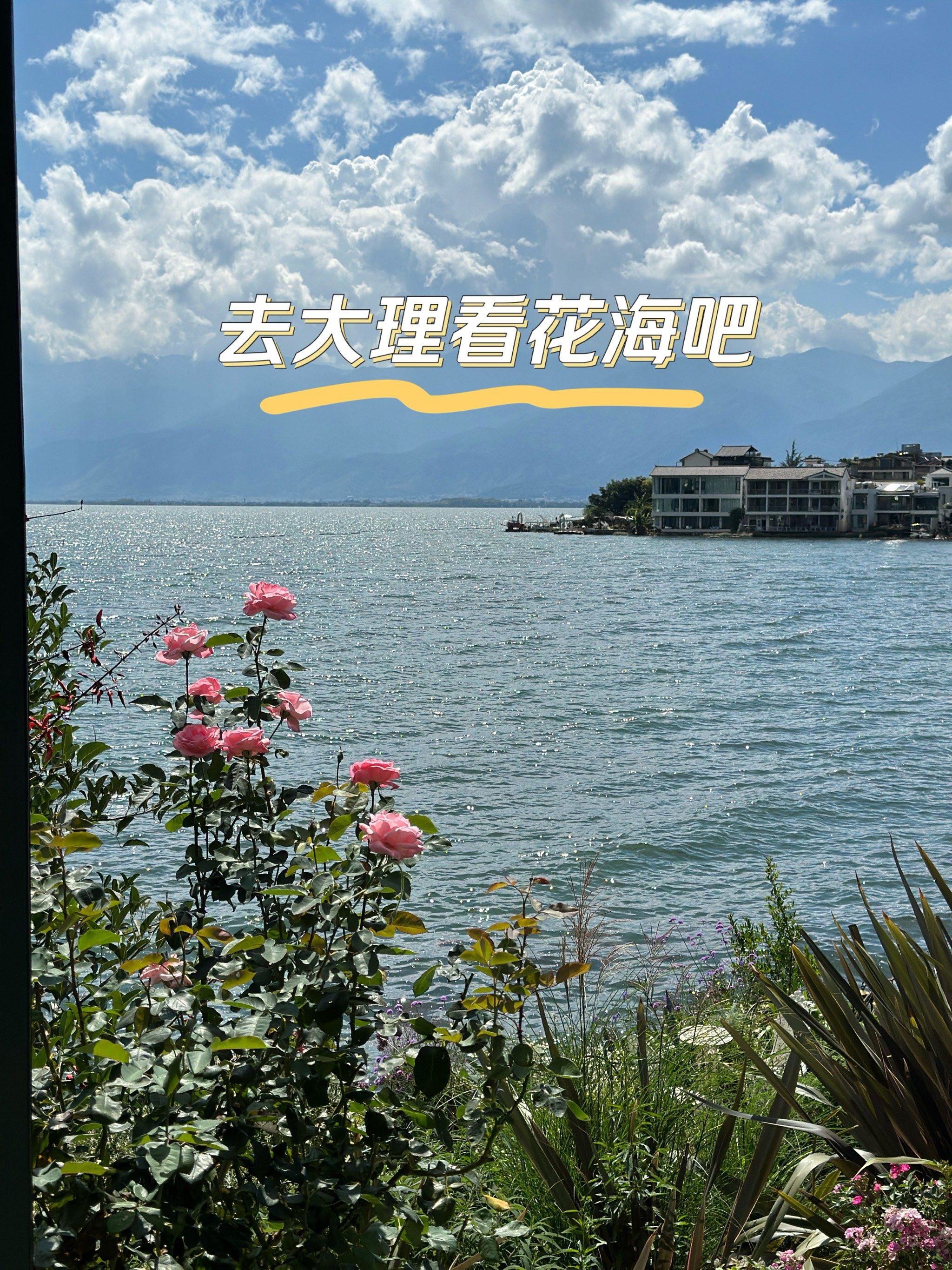 大理|angelababy同款花海